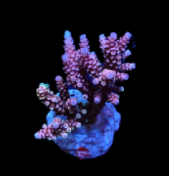 Acropora sp. (Special Selected) (S) pb 355