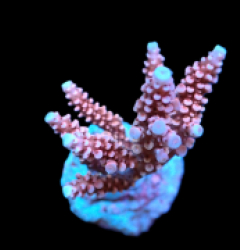 Acropora sp. (Special Selected) (S) pb 396
