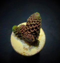 Acropora spathulata (frag)