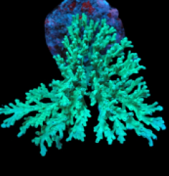 Acropora speciosa (Green Premium) (L) o 112