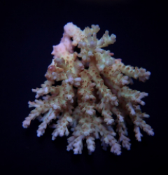 Acropora spp. (Coral Sea)