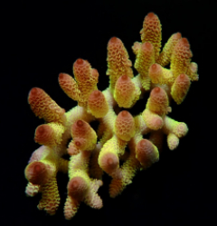 Acropora spp. (Coral Sea) (Ultra) (Special Selected)