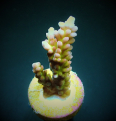 Acropora spp. (Ultra) (frag)