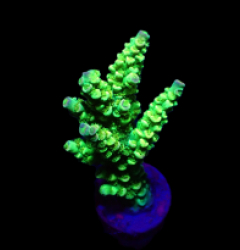 Acropora tenuis (Greenish) (frag)