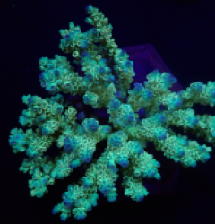 Acropora tenuis (Coral Sea) (Ultra) f 084
