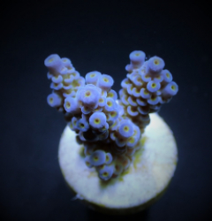 Acropora tenuis (Blueish) (frag)