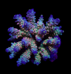 Acropora tenuis (Rainbow-Homewrecker)