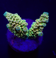 Acropora tenuis (Rainbow) (frag)