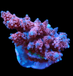 Acropora verweyi (FF Red Robin) (M) f 090