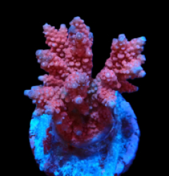 Acropora verweyi (FF Red Robin) (M) f 290