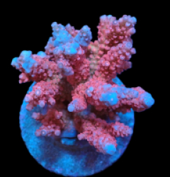 Acropora verweyi (FF Red Robin) (M) f 395
