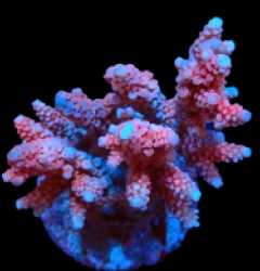 Acropora verweyi (FF Red Robin) (M) f 506