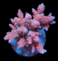 Acropora verweyi (FF Red Robin) (M) f 638