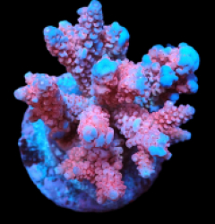 Acropora verweyi (FF Red Robin) (M) f 650