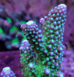 Acropora gemmifera (Coral Sea) 02