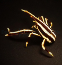 Allogalathea elegans (Striped)