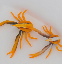 Allogalathea elegans (Premium color)