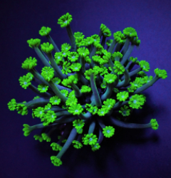 Alveopora spp. (Green) (frag)