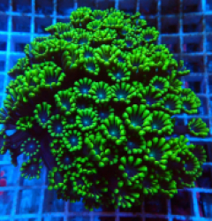 Alveopora sp. (Bright Green Blue Center) (L) pb 020