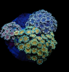 Alveopora sp. (Garden) pb 098