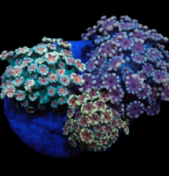 Alveopora sp. (Garden) pb 164