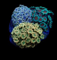 Alveopora sp. (Garden) pb 227