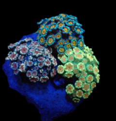 Alveopora sp. (Garden) pb 367