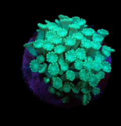 Alveopora sp. (Premium) (S) pb 214