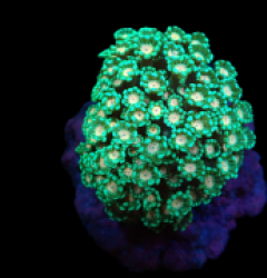 Alveopora sp. (Ultra) (M) pb 630