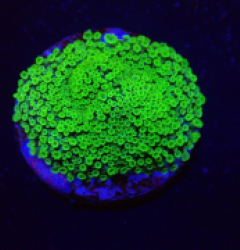 Alveopora spongiosa (Bright Green) (DJM frag) o 206
