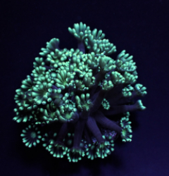 Alveopora spp. Green (Frag)