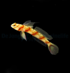 Amblyeleotris diagonalis