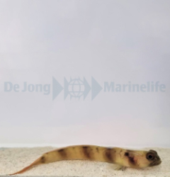 Amblyeleotris fontanesii