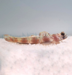 Amblyeleotris latifasciata