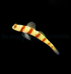 Amblyeleotris steinitzi