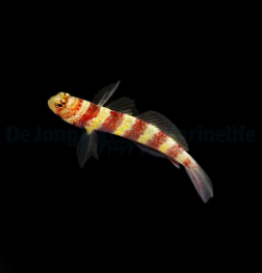 Amblyeleotris wheeleri