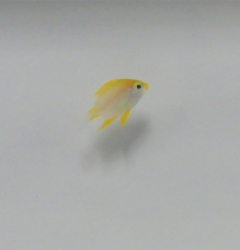 Amblyglyphidodon aureus