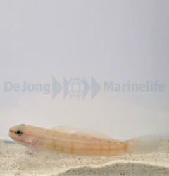 Amblygobius decussatus