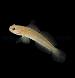 Amblygobius nocturnus