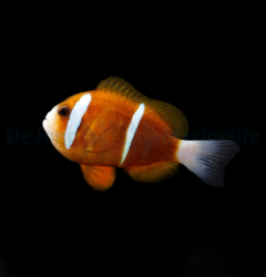 Amphiprion akindynos (Australia)