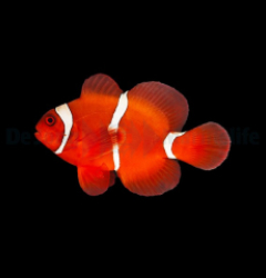 Amphiprion biaculeatus