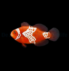 Amphiprion biaculeatus - gibbosus (Lightning) - DJM Bred