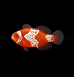 Amphiprion biaculeatus - gibbosus (Lightning) - DJM Bred