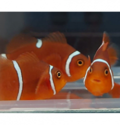 Amphiprion gibbosus (Morscode) - DJM Bred