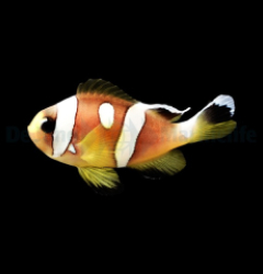 Amphiprion bicinctus (Spotcinctus) - DJM Bred