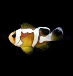 Amphiprion bicinctus (Spotcinctus Premium) - DJM Bred