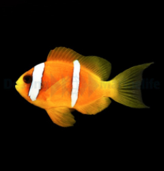 Amphiprion bicinctus
