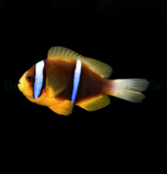Amphiprion chrysopterus