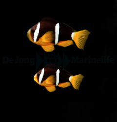 Amphiprion cf. clarkii (Arabia) (pair)
