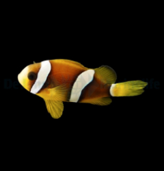 Amphiprion clarkii - DJM Bred